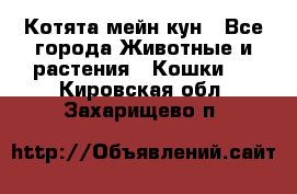 Котята мейн кун - Все города Животные и растения » Кошки   . Кировская обл.,Захарищево п.